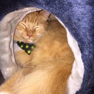 Meet your Posher, Annette